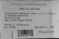 Trechispora farinacea image