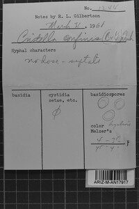 Corticium confine image