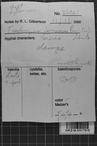 Trechispora farinacea image