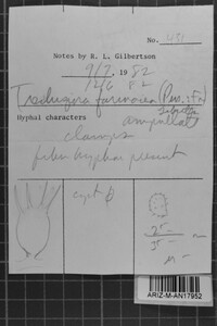 Trechispora farinacea image