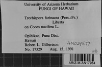 Trechispora farinacea image