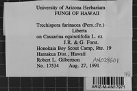 Trechispora farinacea image