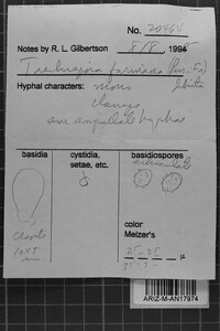 Trechispora farinacea image