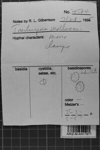 Trechispora mollusca image