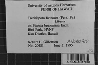 Trechispora farinacea image
