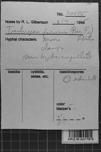 Trechispora farinacea image