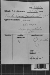 Trechispora farinacea image