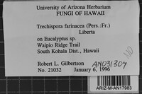 Trechispora farinacea image