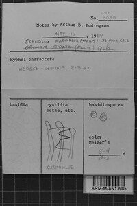 Trechispora farinacea image