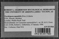 Trechispora mutabilis image