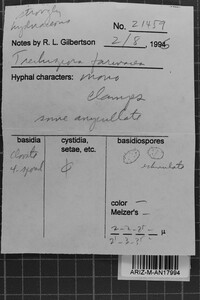 Trechispora farinacea image