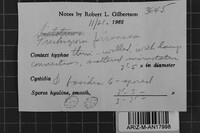 Trechispora farinacea image