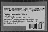 Trechispora farinacea image