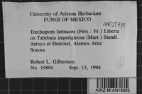 Trechispora farinacea image
