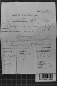 Corticium confine image