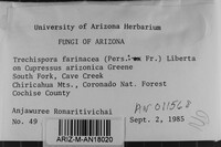 Trechispora farinacea image