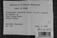 Trechispora farinacea image