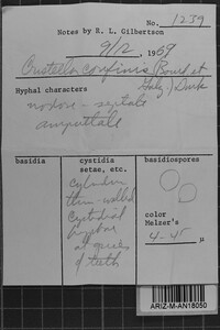 Corticium confine image