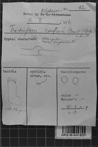 Corticium confine image