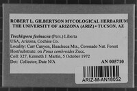 Trechispora farinacea image