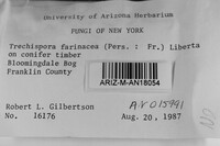 Trechispora farinacea image