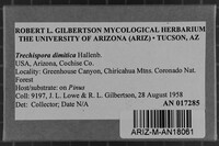 Trechispora dimitica image