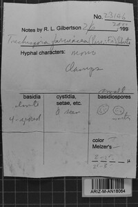 Trechispora farinacea image