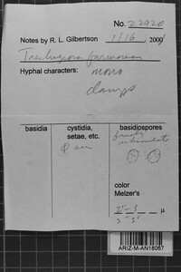 Trechispora farinacea image