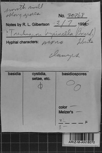 Trechispora byssinella image