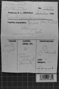 Trechispora farinacea image