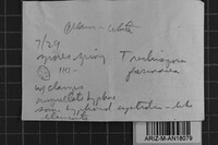 Trechispora farinacea image