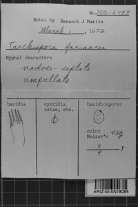 Trechispora farinacea image