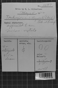 Amylocorticiellum subillaqueatum image