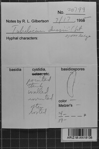 Tubulicium dussii image