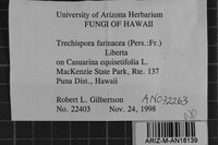 Trechispora farinacea image