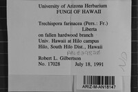 Trechispora farinacea image