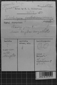 Trechispora variseptata image