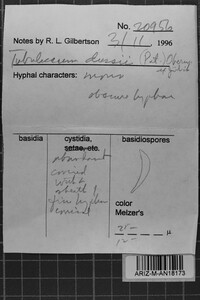 Tubulicium dussii image