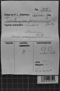 Trechispora farinacea image