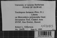 Trechispora farinacea image