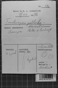 Tomentellopsis pallidoaurantiaca image