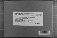 Tomentellopsis pallidoaurantiaca image