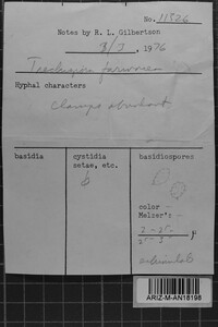 Trechispora farinacea image