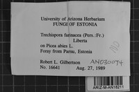 Trechispora farinacea image