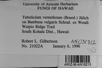 Tubulicium vermiferum image