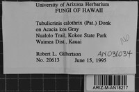 Tubulicrinis calothrix image