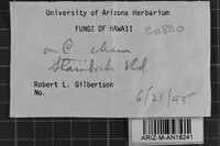 Trechispora farinacea image