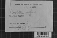 Xenasmatella vaga image