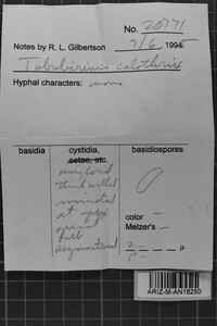 Tubulicrinis calothrix image