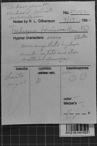 Trechispora farinacea image